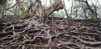 guna cave
