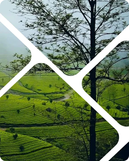 Kodaikanal Tour Packages Kochi